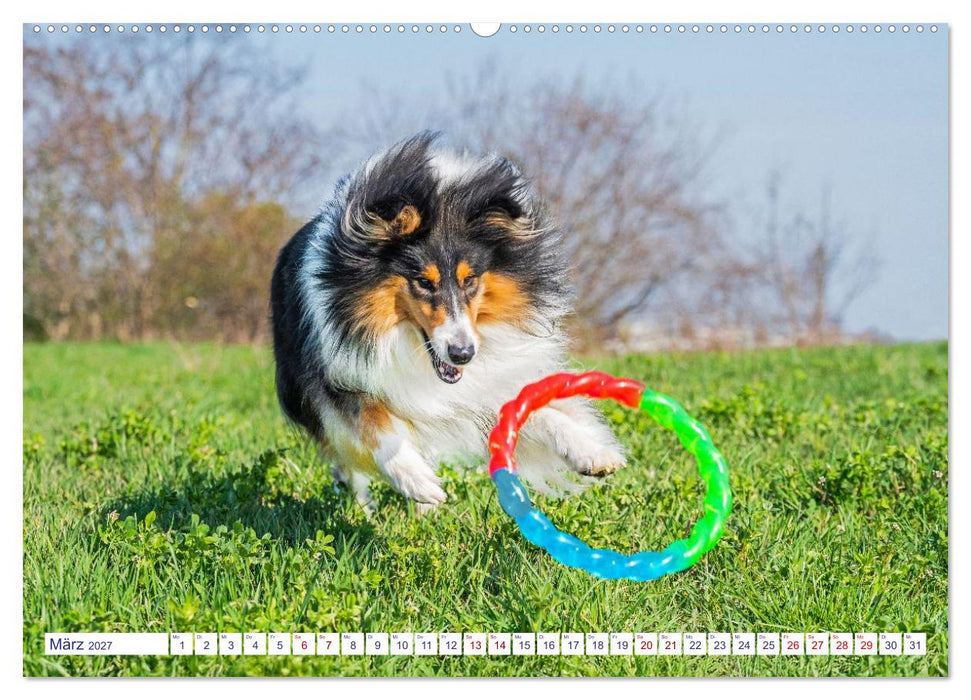 Faszinierende Rough Collies (CALVENDO Wandkalender 2027)