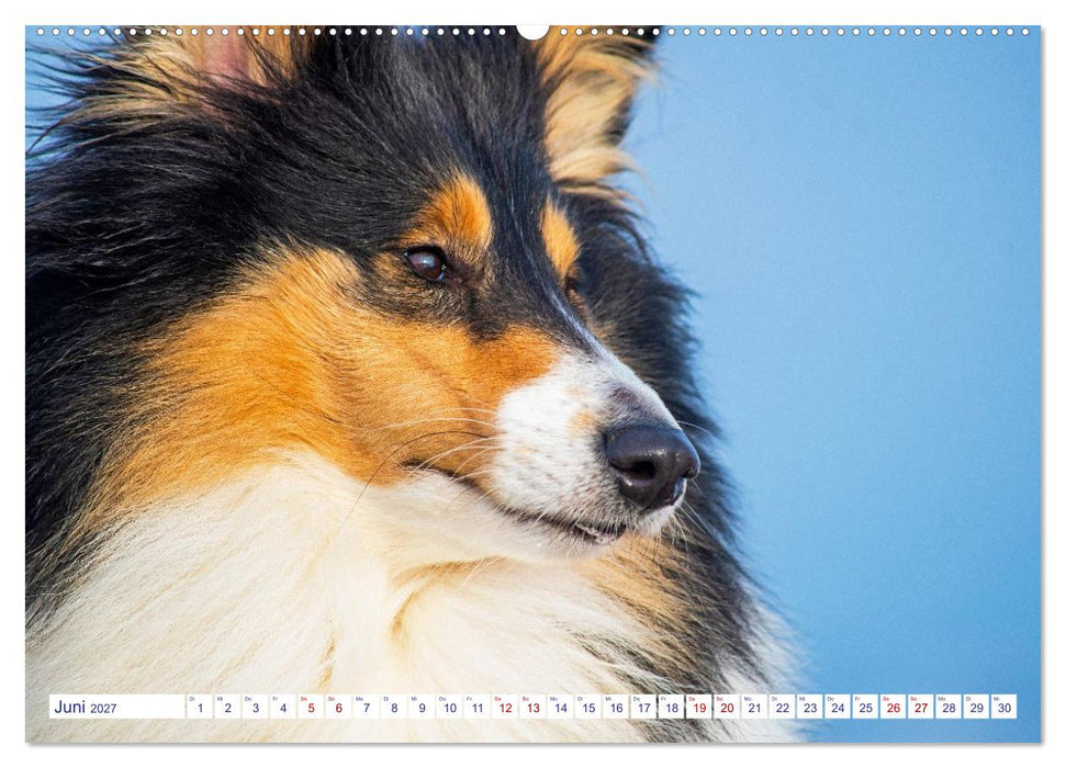 Faszinierende Rough Collies (CALVENDO Wandkalender 2027)