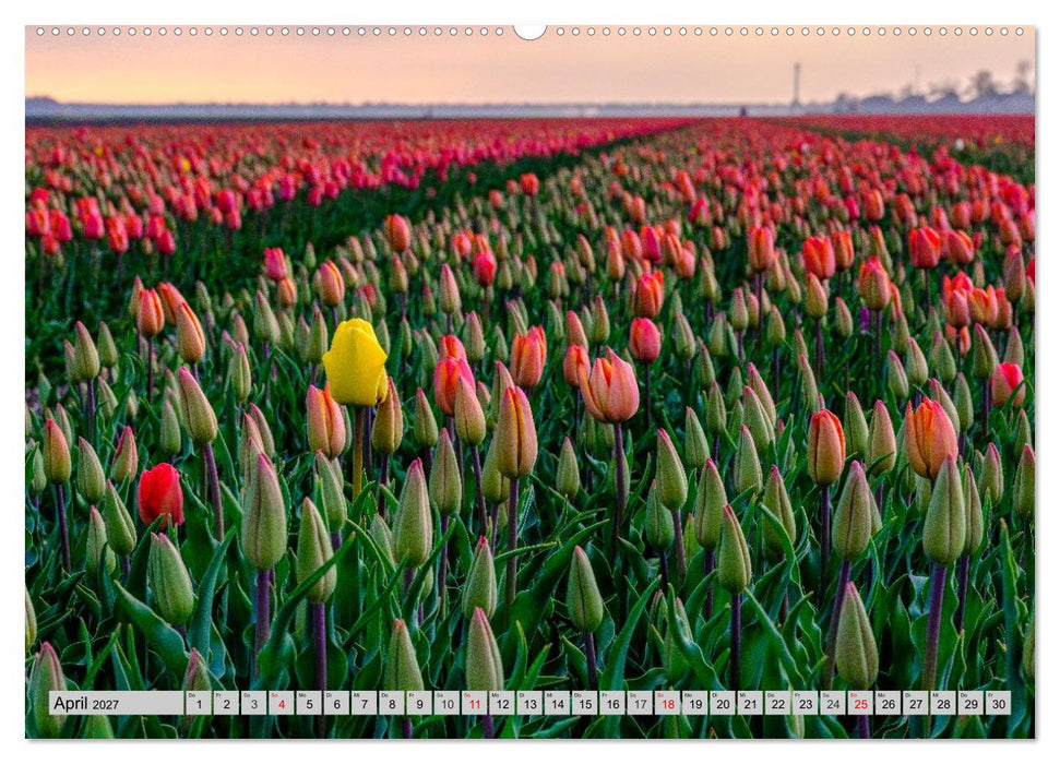 Im Zauber der Niederlande - Tulpenmeer und Windmühlen (CALVENDO Premium Wandkalender 2027)
