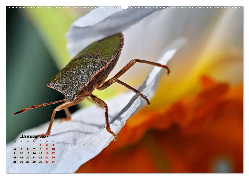 Zwischen Grashalm und Blüte (CALVENDO Premium Wandkalender 2027)