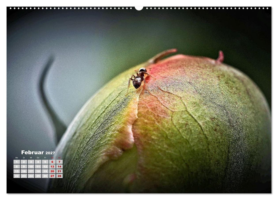 Zwischen Grashalm und Blüte (CALVENDO Premium Wandkalender 2027)