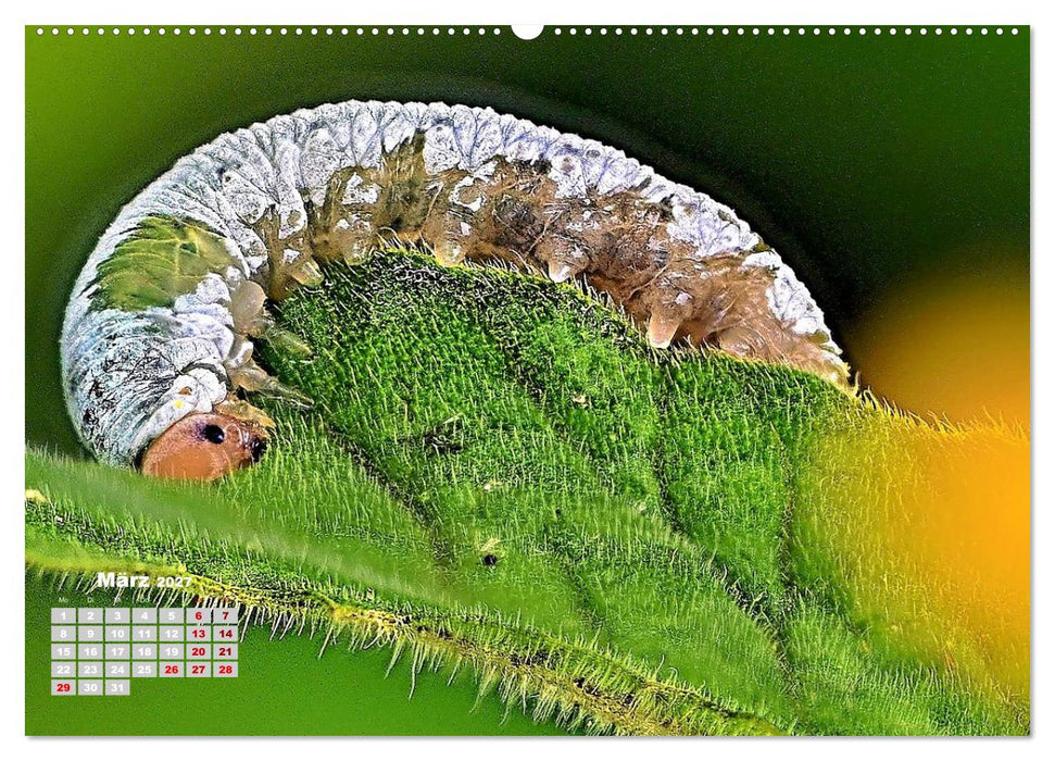 Zwischen Grashalm und Blüte (CALVENDO Premium Wandkalender 2027)