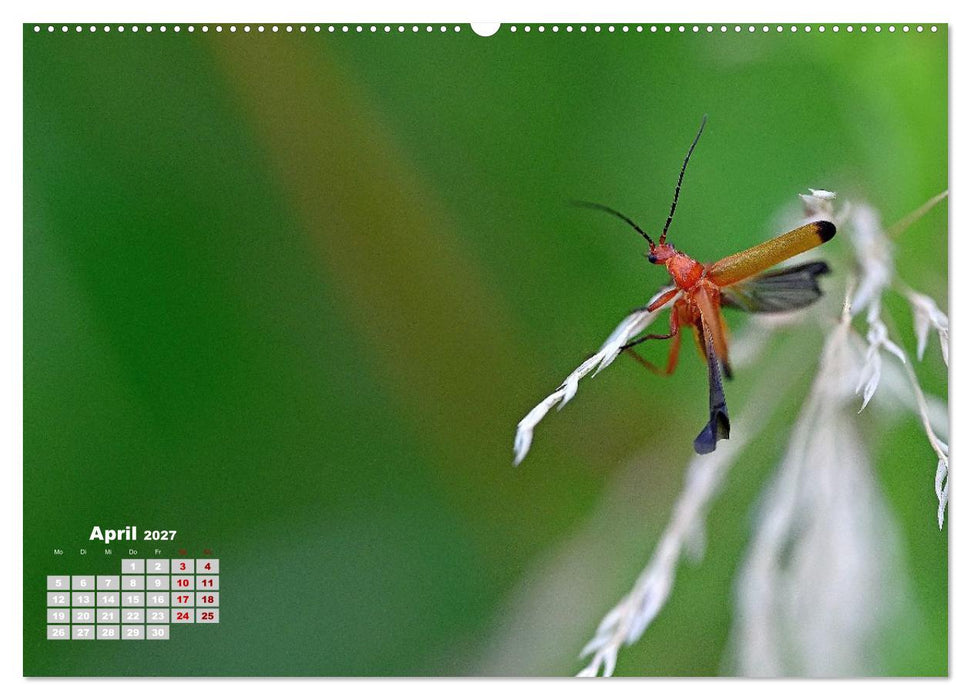 Zwischen Grashalm und Blüte (CALVENDO Premium Wandkalender 2027)
