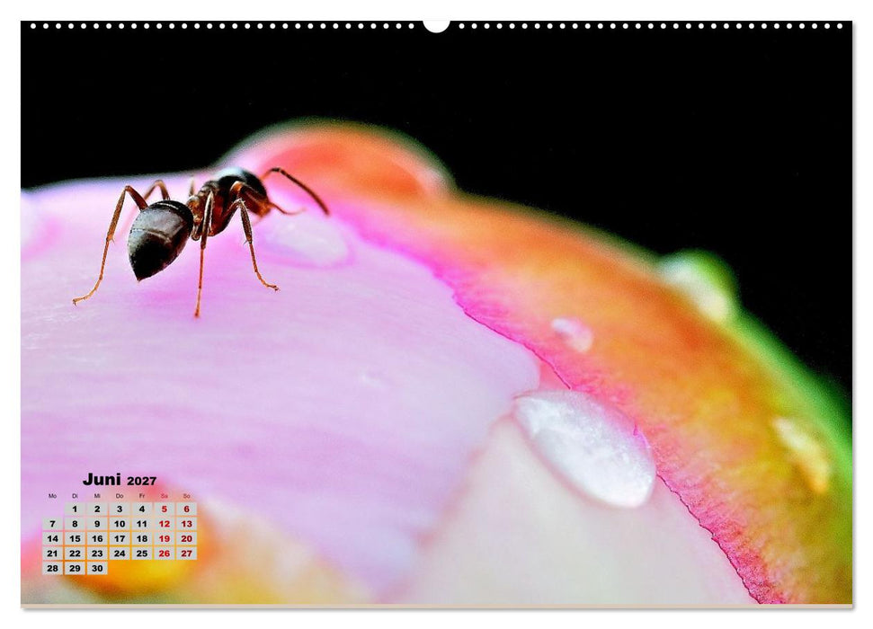 Zwischen Grashalm und Blüte (CALVENDO Premium Wandkalender 2027)