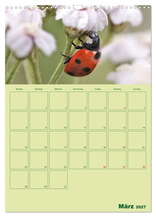 Die Welt der Insekten (CALVENDO Wandkalender 2027)