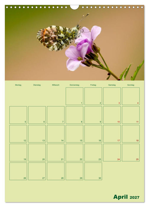 Die Welt der Insekten (CALVENDO Wandkalender 2027)