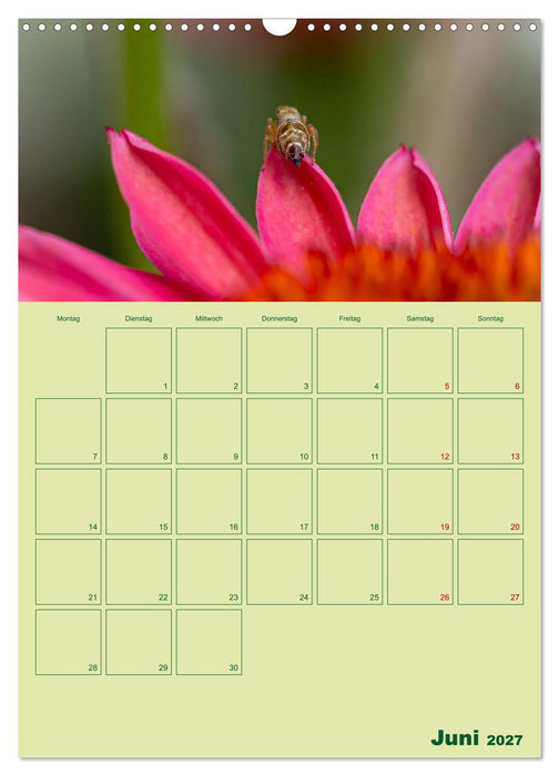 Die Welt der Insekten (CALVENDO Wandkalender 2027)