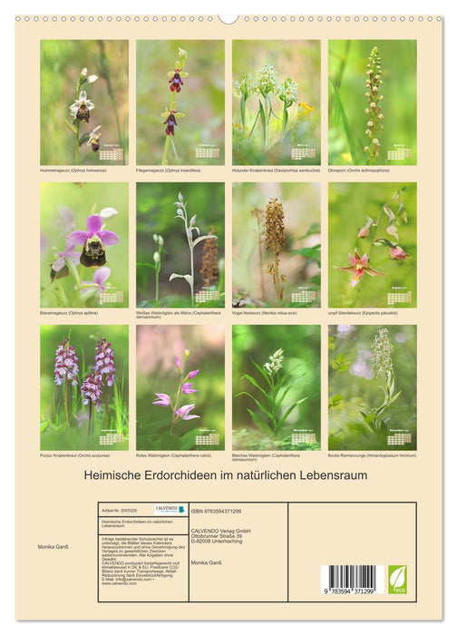 Heimische Erdorchideen im natürlichen Lebensraum (CALVENDO Premium Wandkalender 2027)