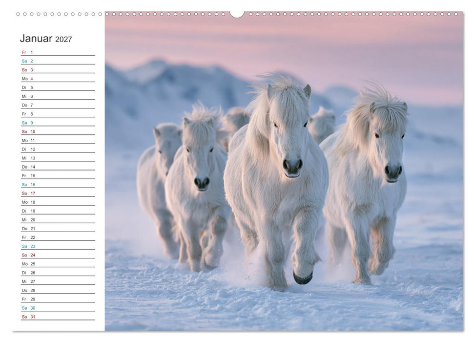 Islandpferde (CALVENDO Wandkalender 2027)