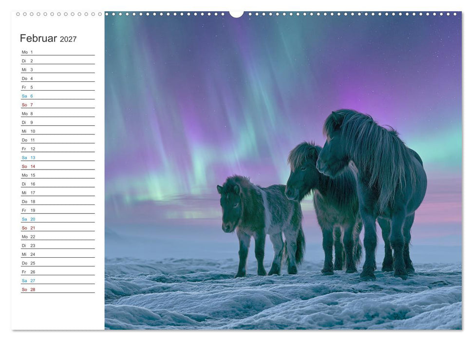 Islandpferde (CALVENDO Wandkalender 2027)