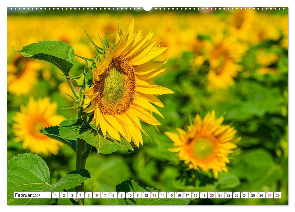 Sonnenblumen - ein ganzes Jahr voller Sonnenschein (CALVENDO Premium Wandkalender 2027)