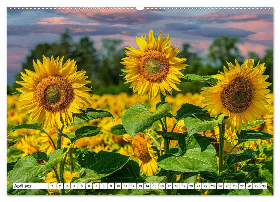 Sonnenblumen - ein ganzes Jahr voller Sonnenschein (CALVENDO Premium Wandkalender 2027)