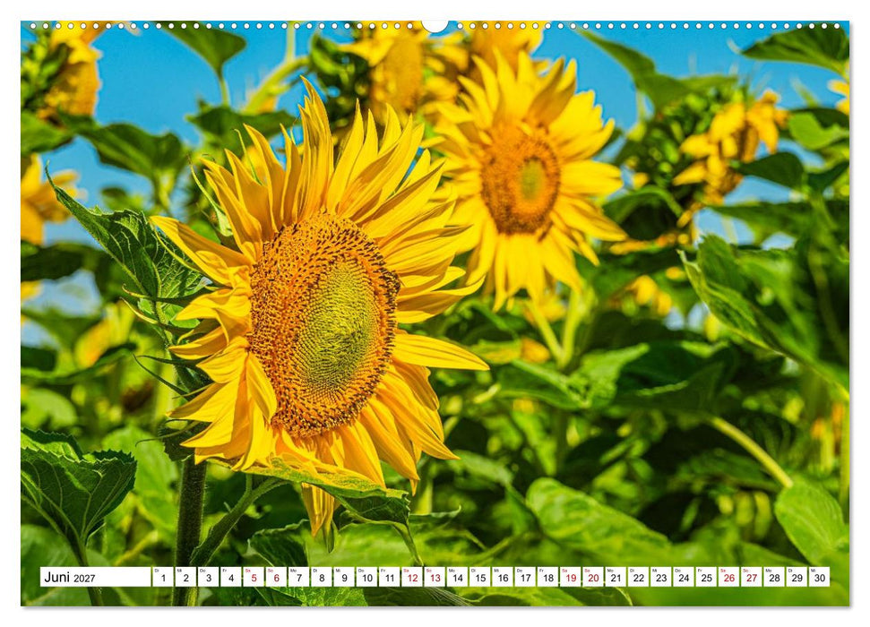 Sonnenblumen - ein ganzes Jahr voller Sonnenschein (CALVENDO Premium Wandkalender 2027)