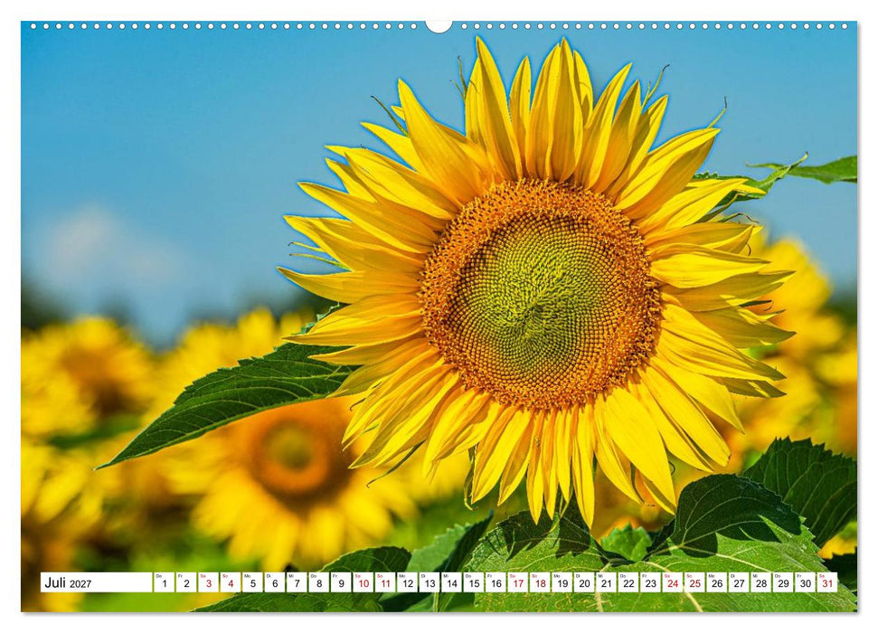Sonnenblumen - ein ganzes Jahr voller Sonnenschein (CALVENDO Premium Wandkalender 2027)