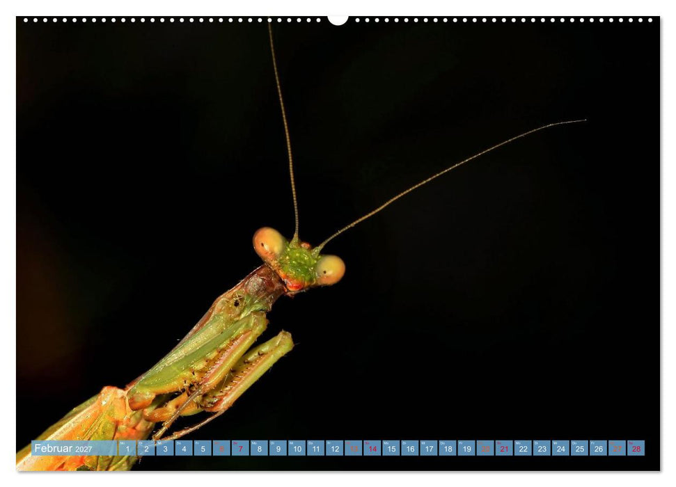 INSEKTENGESICHTER (CALVENDO Premium Wandkalender 2027)