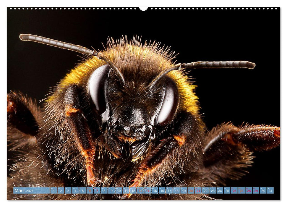 INSEKTENGESICHTER (CALVENDO Premium Wandkalender 2027)