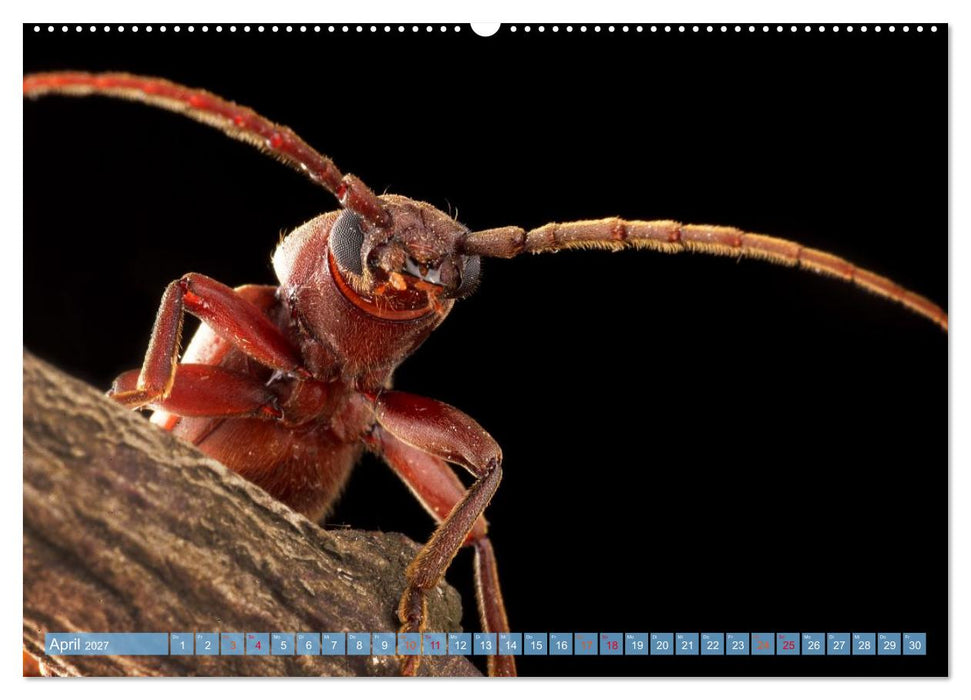 INSEKTENGESICHTER (CALVENDO Premium Wandkalender 2027)