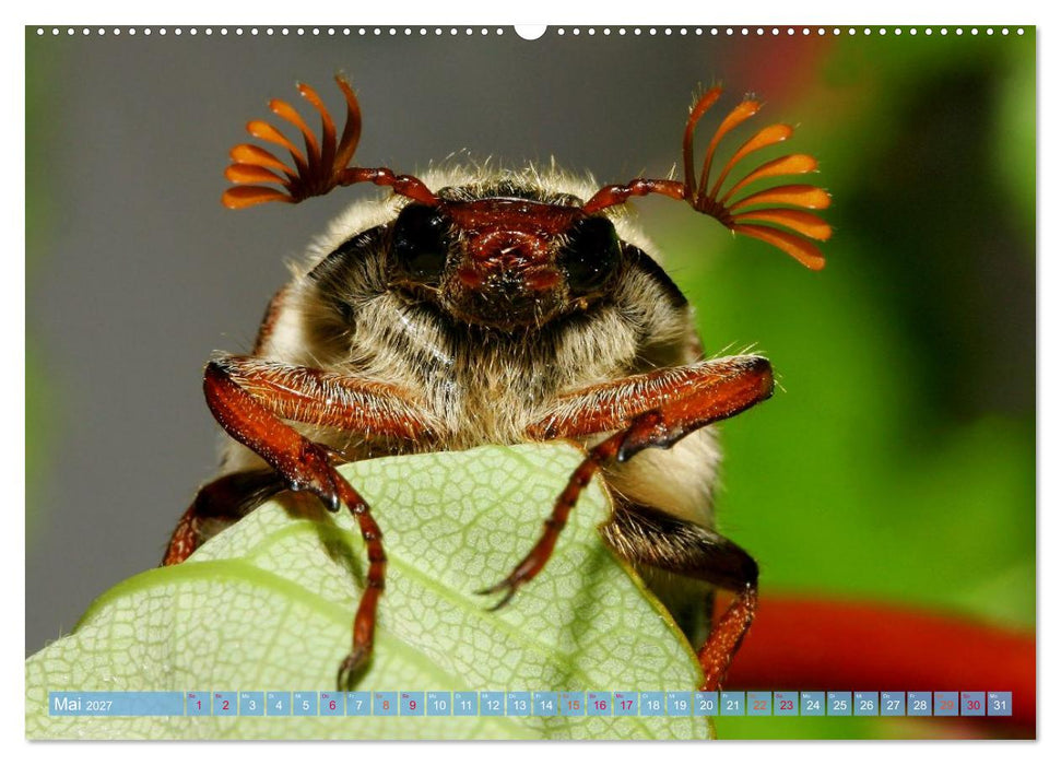 INSEKTENGESICHTER (CALVENDO Premium Wandkalender 2027)