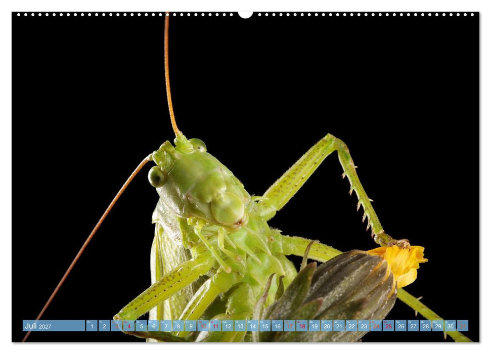 INSEKTENGESICHTER (CALVENDO Premium Wandkalender 2027)