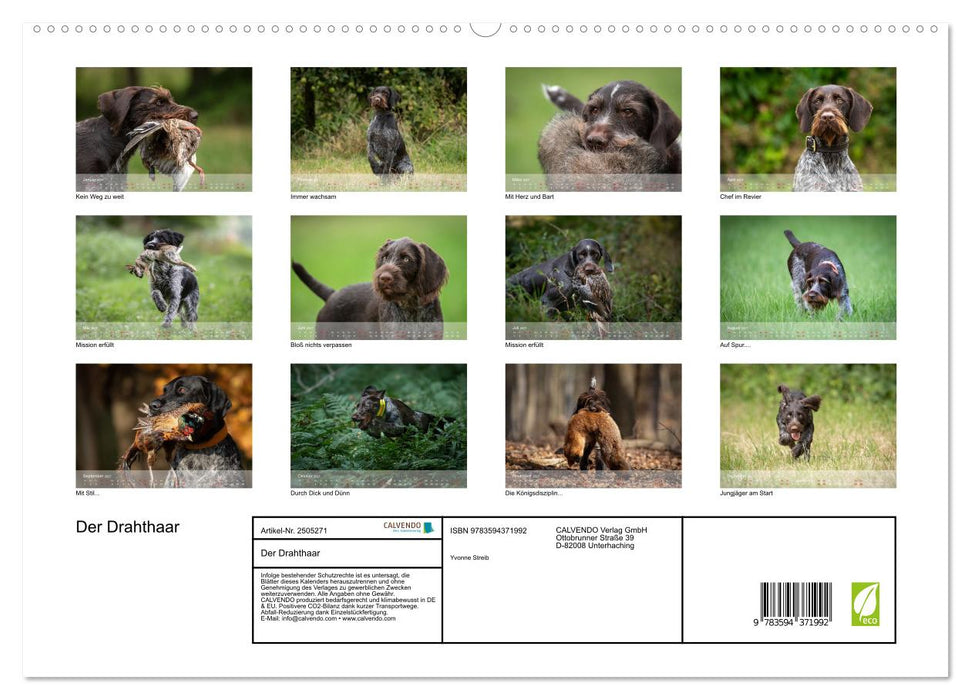 Der Drahthaar (CALVENDO Premium Wandkalender 2027)
