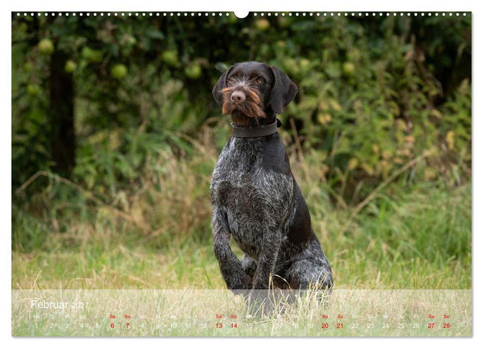 Der Drahthaar (CALVENDO Premium Wandkalender 2027)