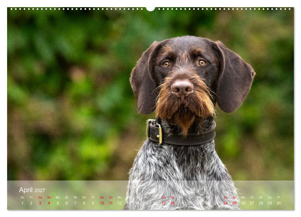 Der Drahthaar (CALVENDO Premium Wandkalender 2027)