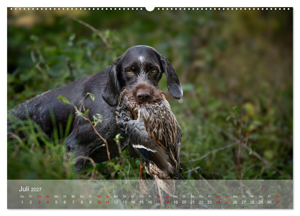 Der Drahthaar (CALVENDO Premium Wandkalender 2027)