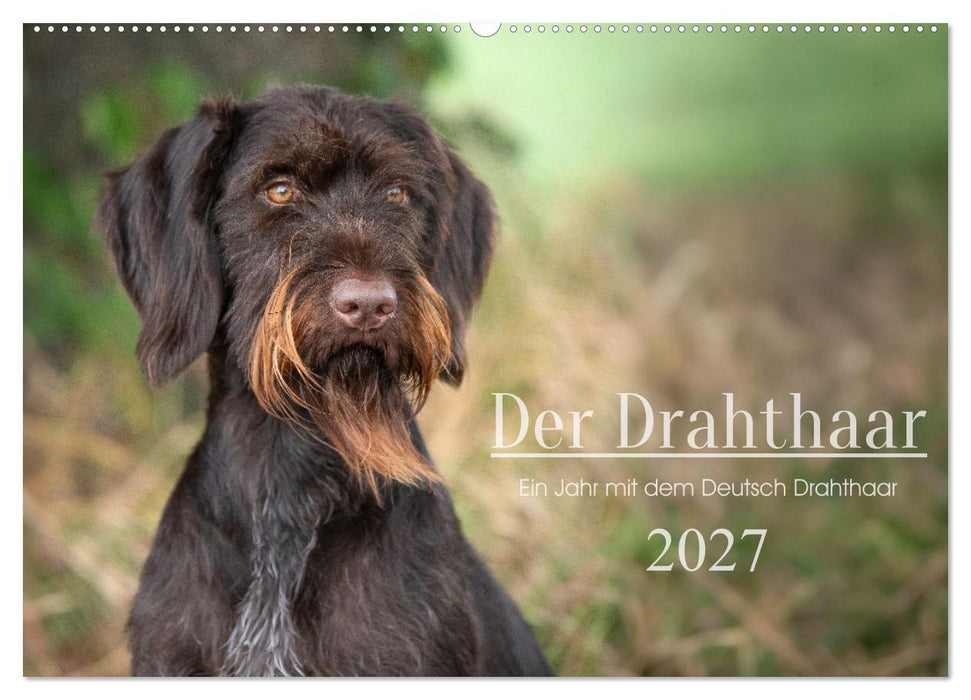 Der Drahthaar (CALVENDO Wandkalender 2027)