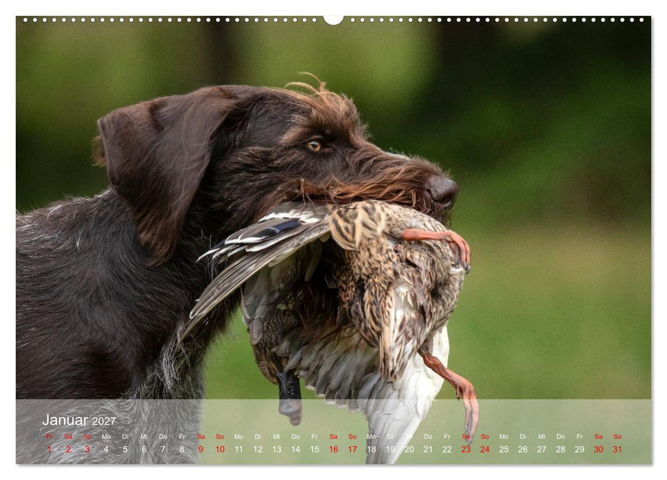 Der Drahthaar (CALVENDO Wandkalender 2027)