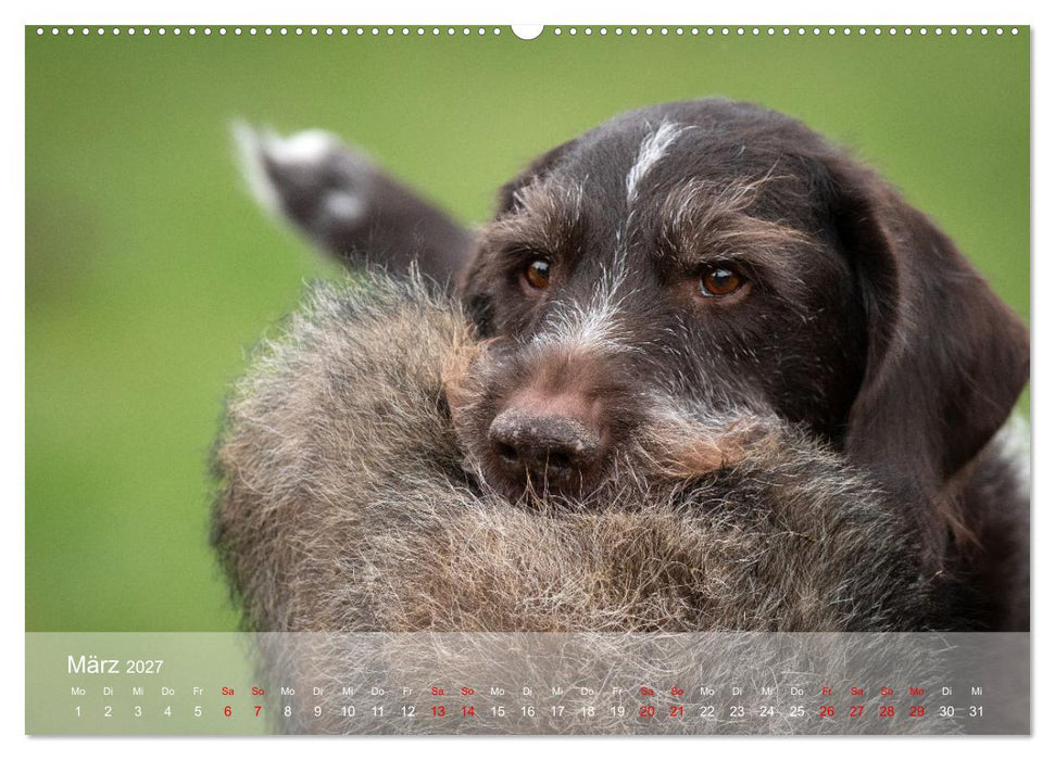 Der Drahthaar (CALVENDO Wandkalender 2027)
