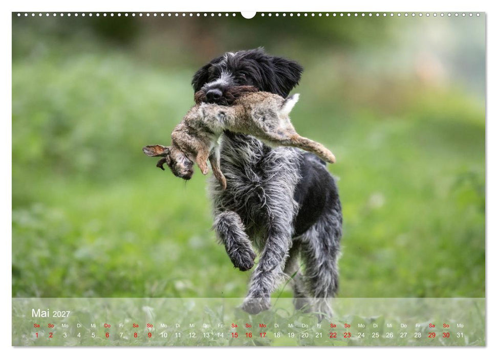 Der Drahthaar (CALVENDO Wandkalender 2027)
