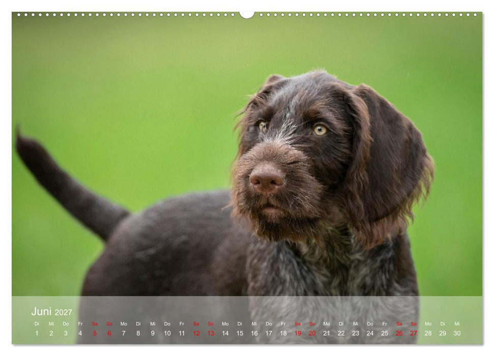Der Drahthaar (CALVENDO Wandkalender 2027)