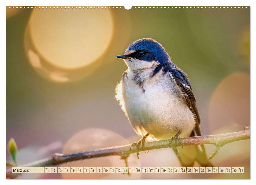 Besondere Vogelportraits (CALVENDO Premium Wandkalender 2027)