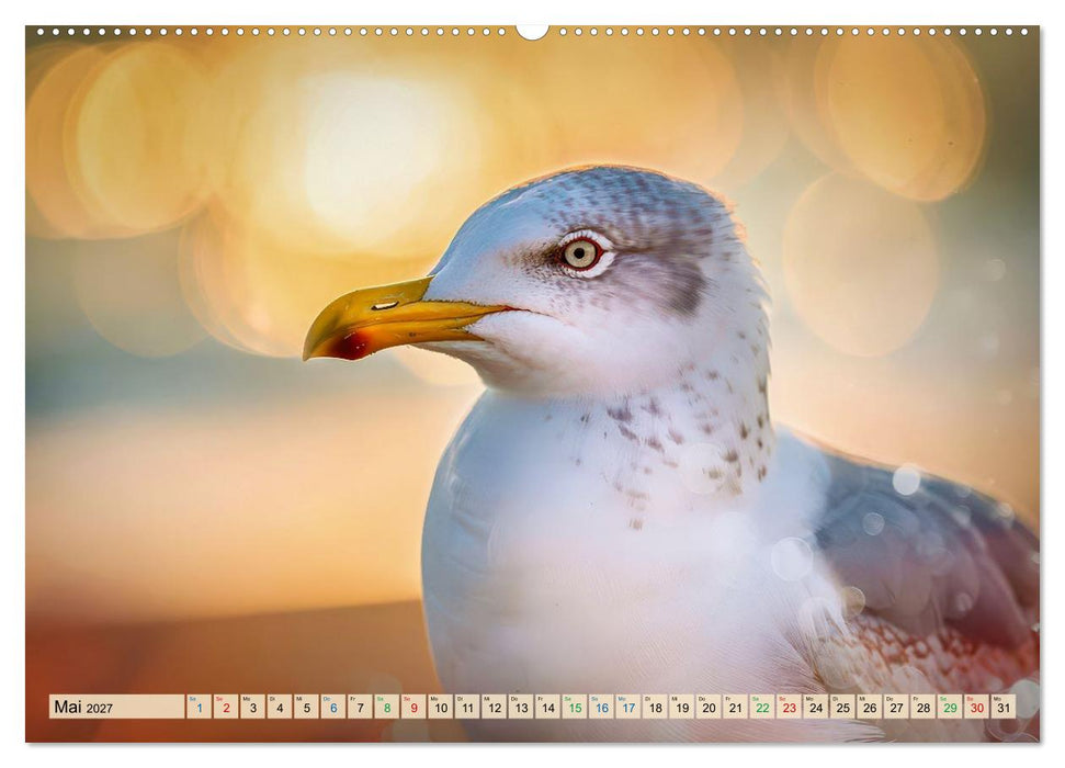 Besondere Vogelportraits (CALVENDO Premium Wandkalender 2027)