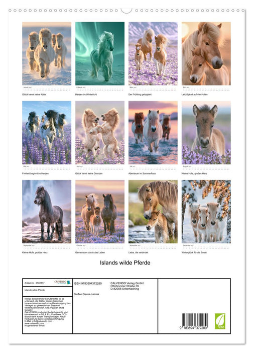 Islands wilde Pferde (CALVENDO Premium Wandkalender 2027)