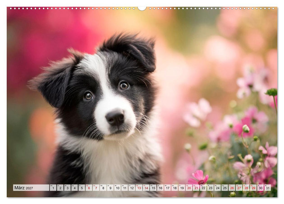 Border Collie - Magische Augenblicke (CALVENDO Premium Wandkalender 2027)
