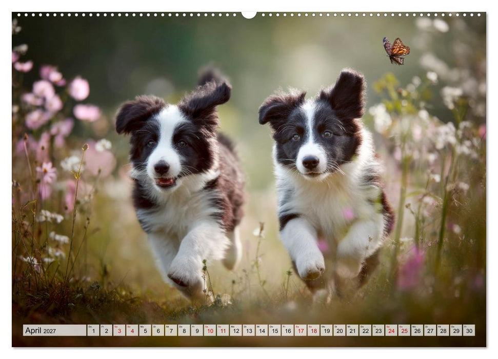 Border Collie - Magische Augenblicke (CALVENDO Premium Wandkalender 2027)