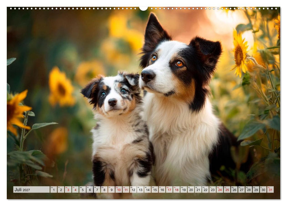 Border Collie - Magische Augenblicke (CALVENDO Premium Wandkalender 2027)