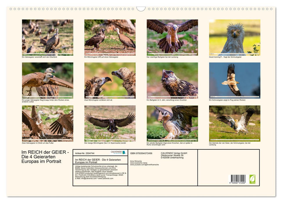 Im REICH der GEIER - Die 4 Geierarten Europas im Portrait (CALVENDO Wandkalender 2027)