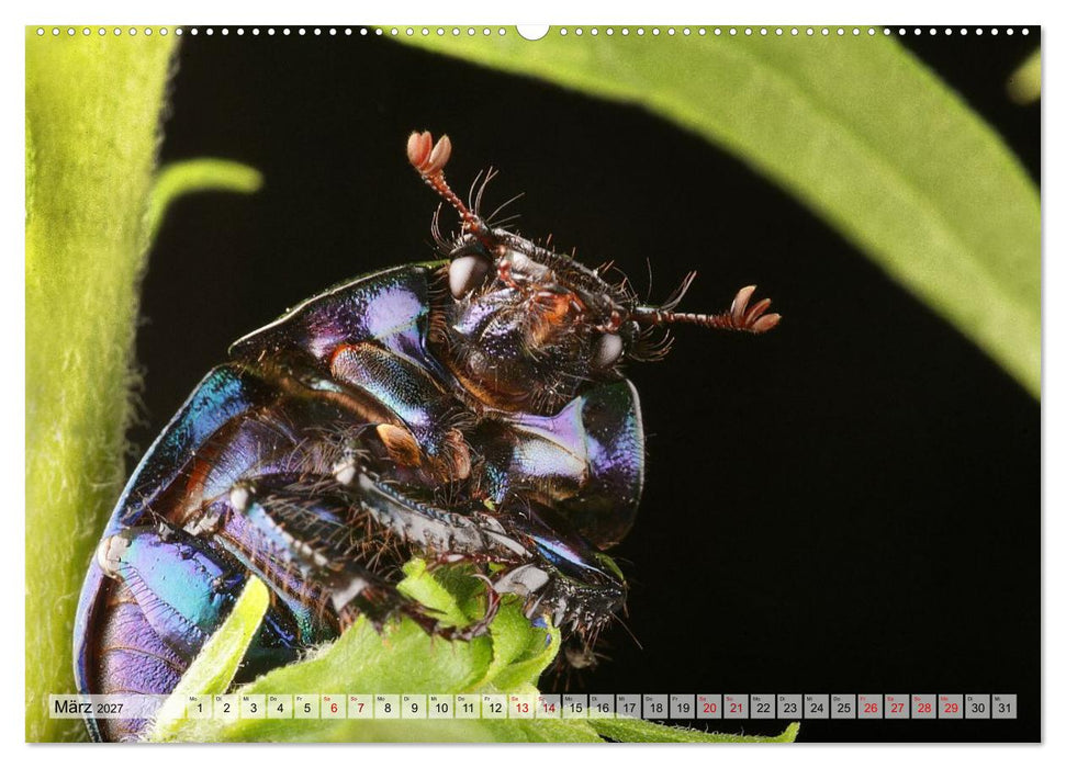 WELT DER KÄFER (CALVENDO Premium Wandkalender 2027)