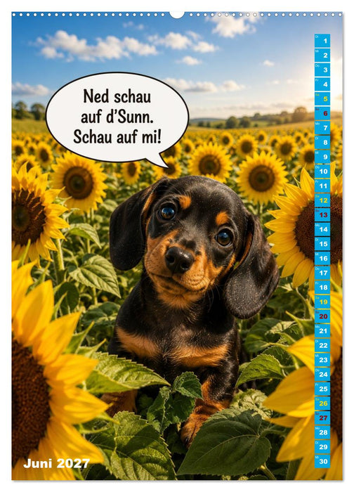 Dackelbaby- A bissl frech, ganz vui liab! (CALVENDO Wandkalender 2027)
