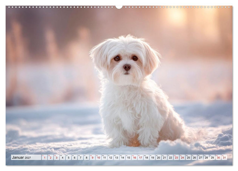 Malteser - Hunde mit Herz und Charme (CALVENDO Premium Wandkalender 2027)
