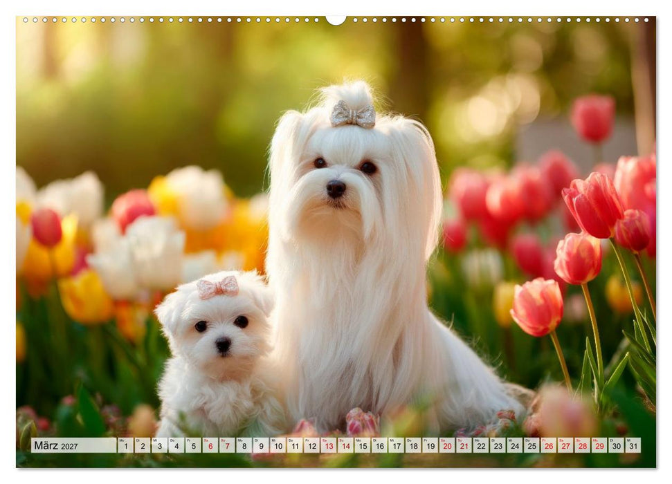 Malteser - Hunde mit Herz und Charme (CALVENDO Premium Wandkalender 2027)