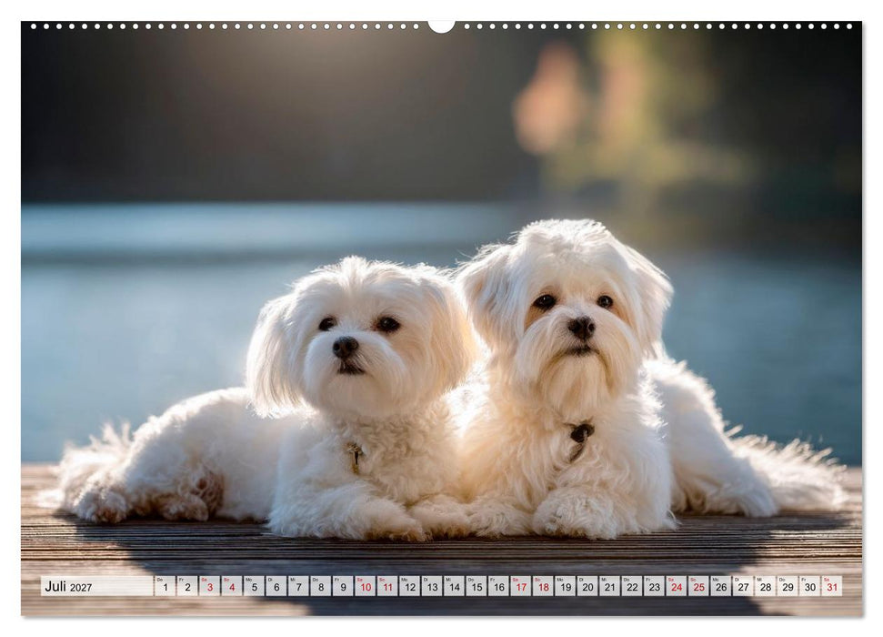 Malteser - Hunde mit Herz und Charme (CALVENDO Premium Wandkalender 2027)