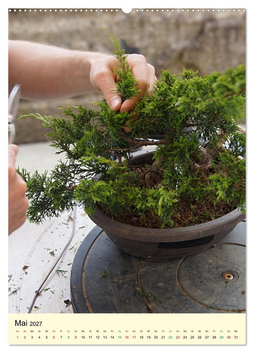 Edle Bonsai (CALVENDO Premium Wandkalender 2027)