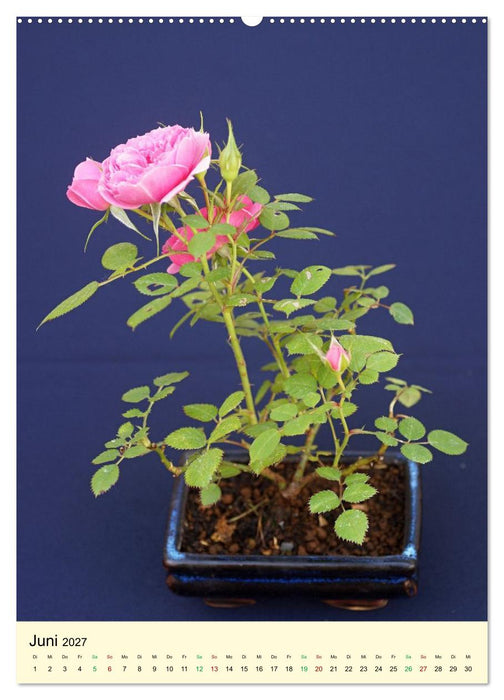 Edle Bonsai (CALVENDO Premium Wandkalender 2027)