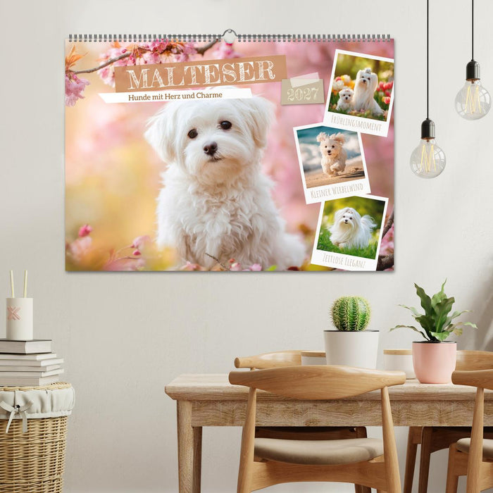 Malteser - Hunde mit Herz und Charme (CALVENDO Wandkalender 2027)