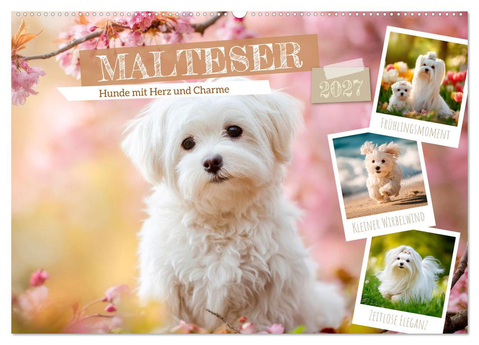 Malteser - Hunde mit Herz und Charme (CALVENDO Wandkalender 2027)