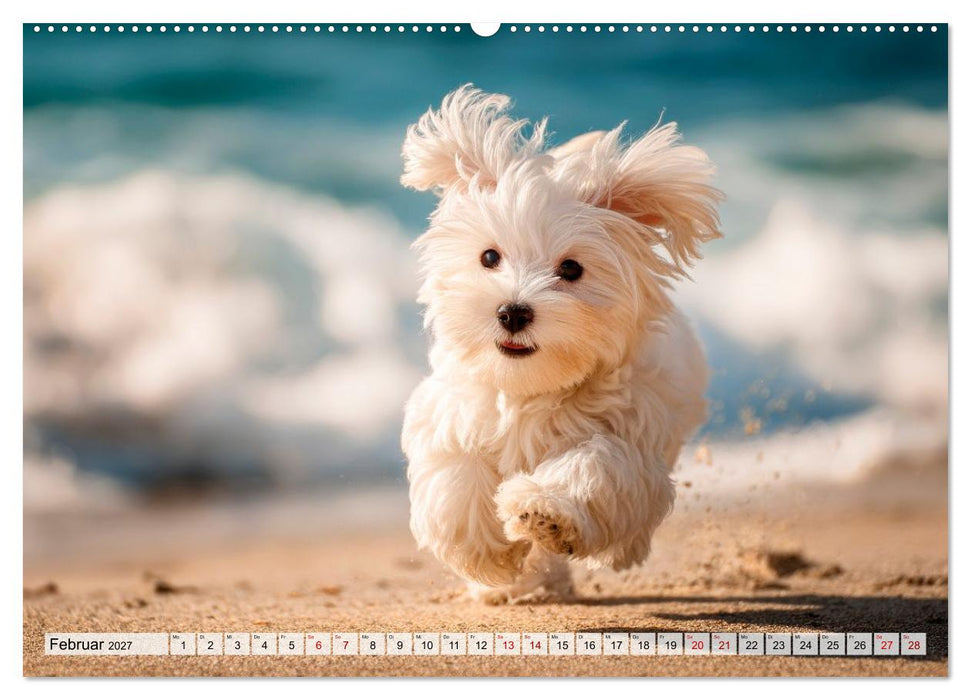 Malteser - Hunde mit Herz und Charme (CALVENDO Wandkalender 2027)