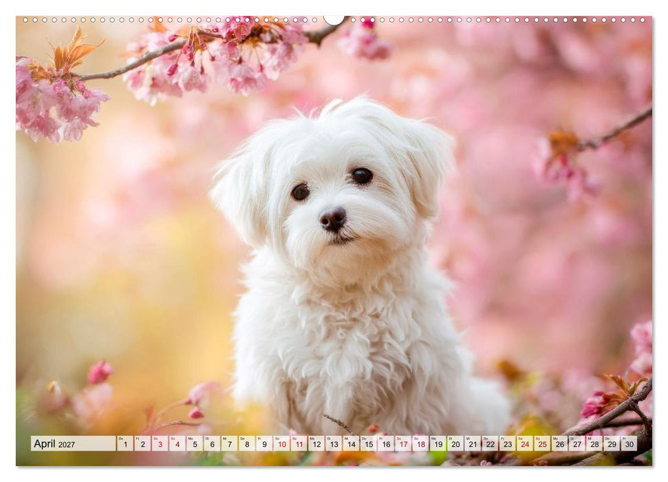 Malteser - Hunde mit Herz und Charme (CALVENDO Wandkalender 2027)